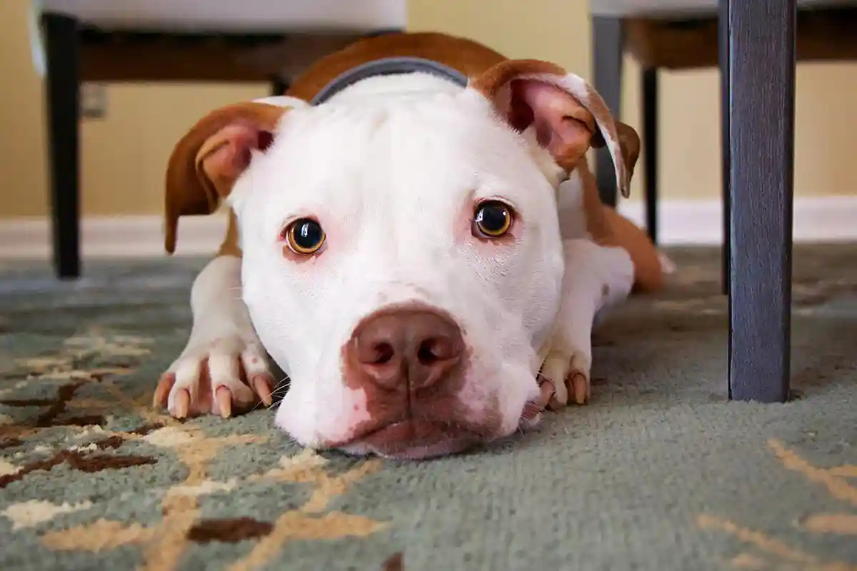 Por Que os Cães Não Gostam de Algumas Pessoas? A Ciência Explica!