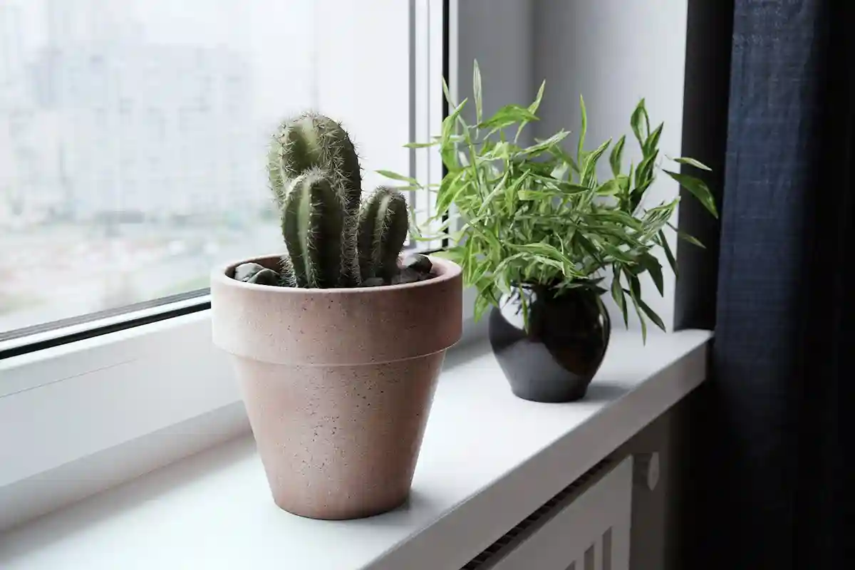 Como reanimar um cacto murcho: traga o seu amigo espinhoso de volta à vida