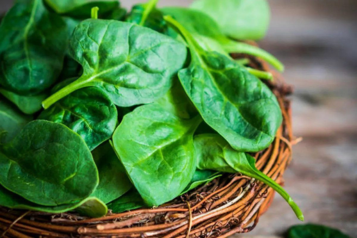 Rolinhos de Curgete com Espinafres e Queijo: Uma Receita que Encanta