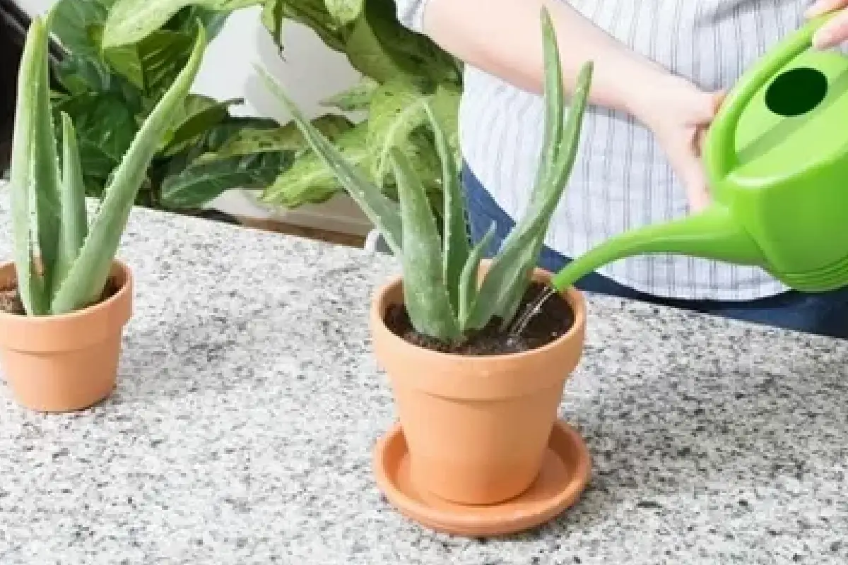 Salve o Seu Aloe Vera: O Único Erro que Pode Matá-lo