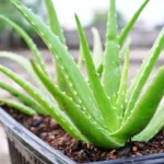 Salve o Seu Aloe Vera: O Único Erro que Pode Matá-lo