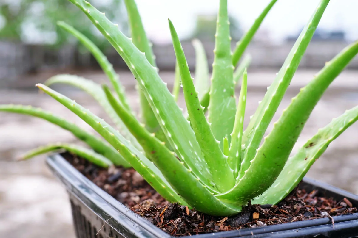 Salve o Seu Aloe Vera: O Único Erro que Pode Matá-lo