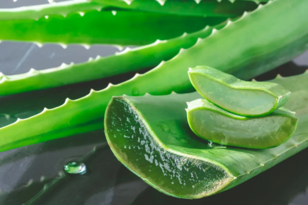 Salve o Seu Aloe Vera: O Único Erro que Pode Matá-lo