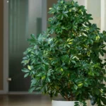 Como Combater Pragas na Schefflera em Casa
