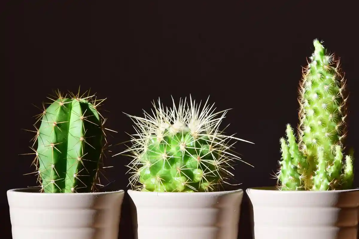 Consegue admitir os seus erros? Um teste de personalidade de 1 minuto para descobrir