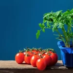 Cultive tomates suculentos em casa em apenas 60 dias: um guia passo a passo