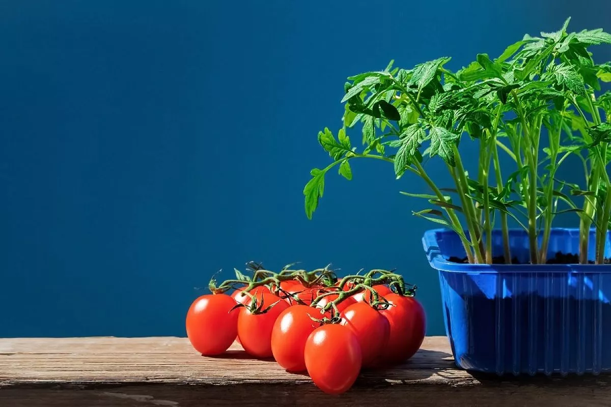 Cultive tomates suculentos em casa em apenas 60 dias: um guia passo a passo