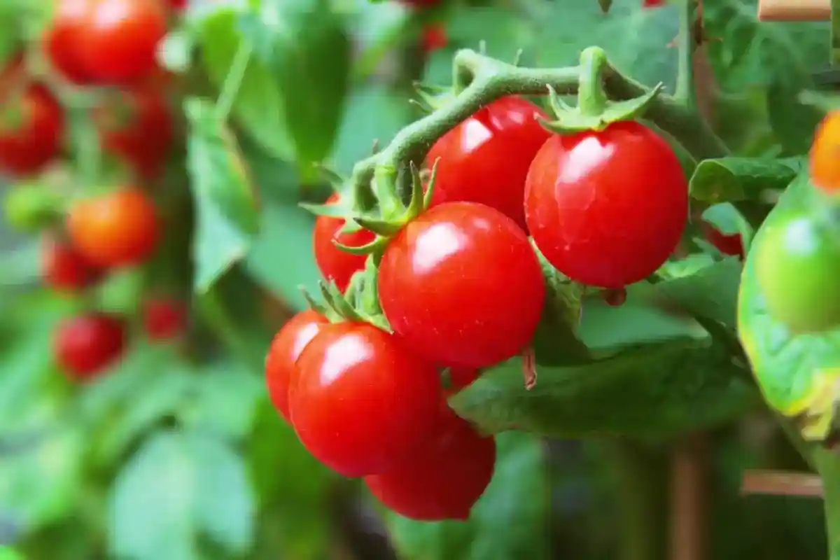 Cultive tomates suculentos em casa em apenas 60 dias: um guia passo a passo