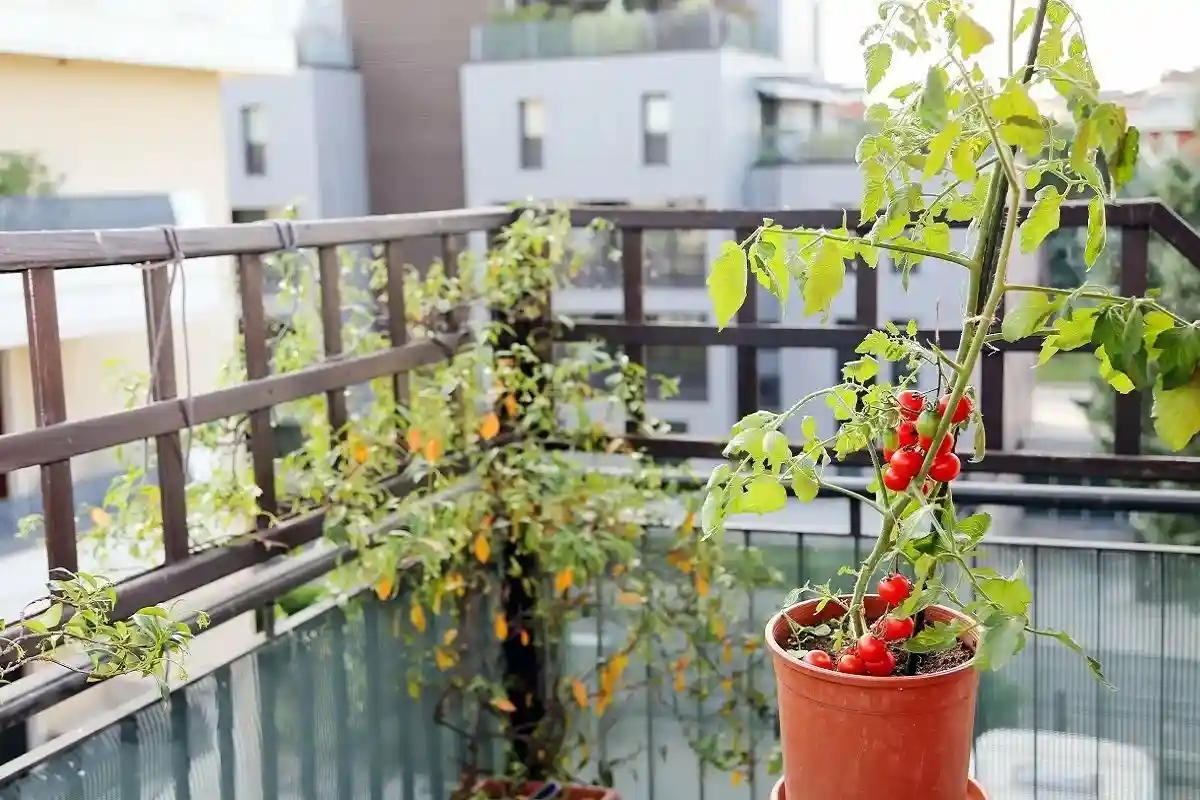 Cultive tomates suculentos em casa em apenas 60 dias: um guia passo a passo