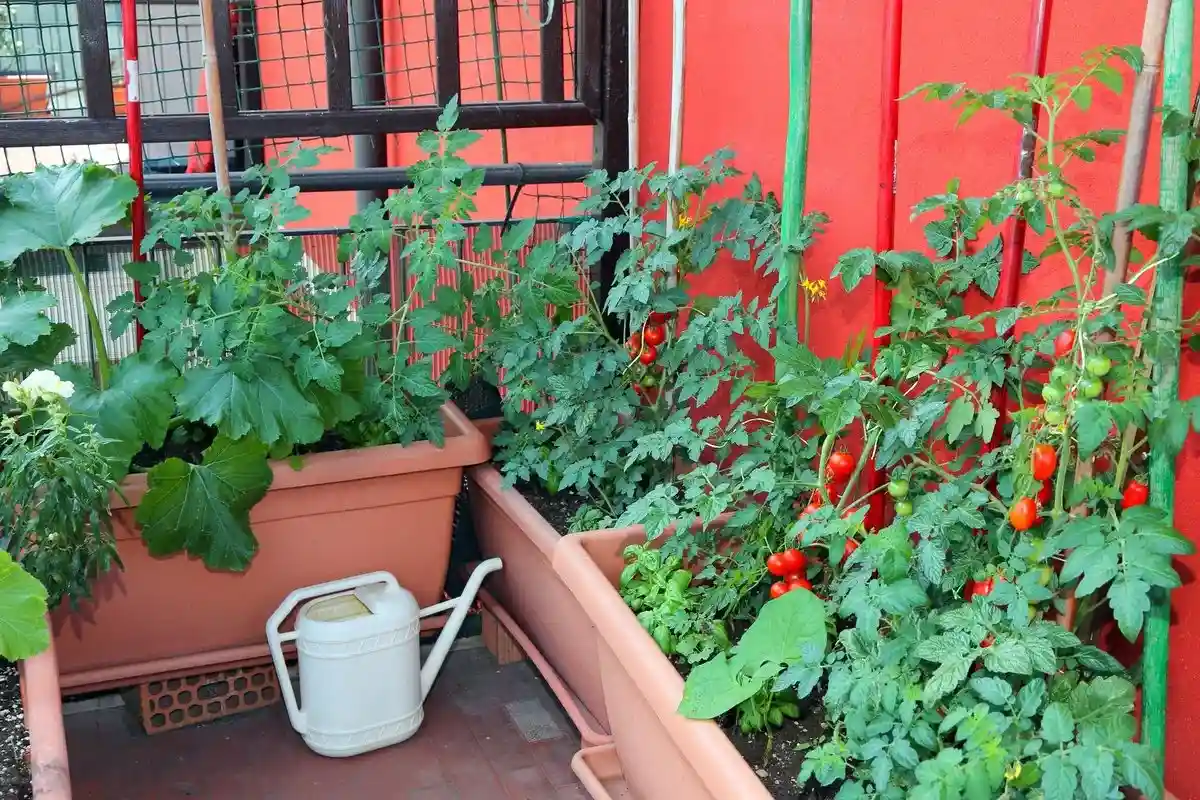 Cultive tomates suculentos em casa em apenas 60 dias: um guia passo a passo
