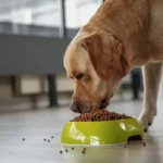 Alimentos tóxicos para cães: 3 itens do dia a dia que nunca deve partilhar com o seu animal de estimação