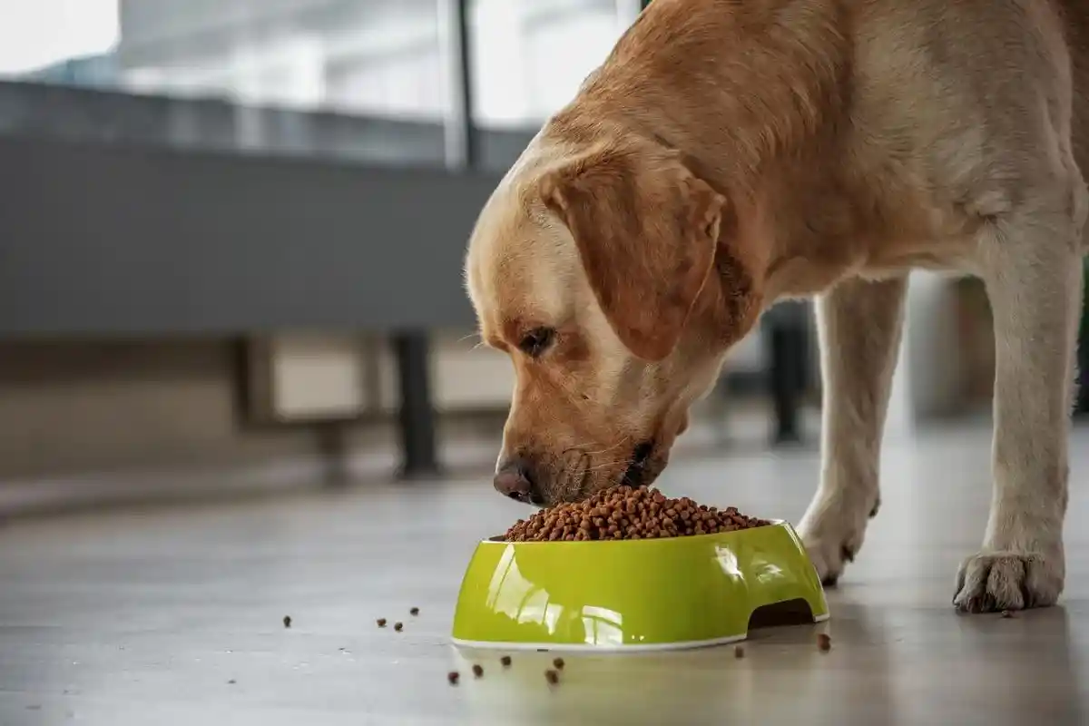 Alimentos tóxicos para cães: 3 itens do dia a dia que nunca deve partilhar com o seu animal de estimação