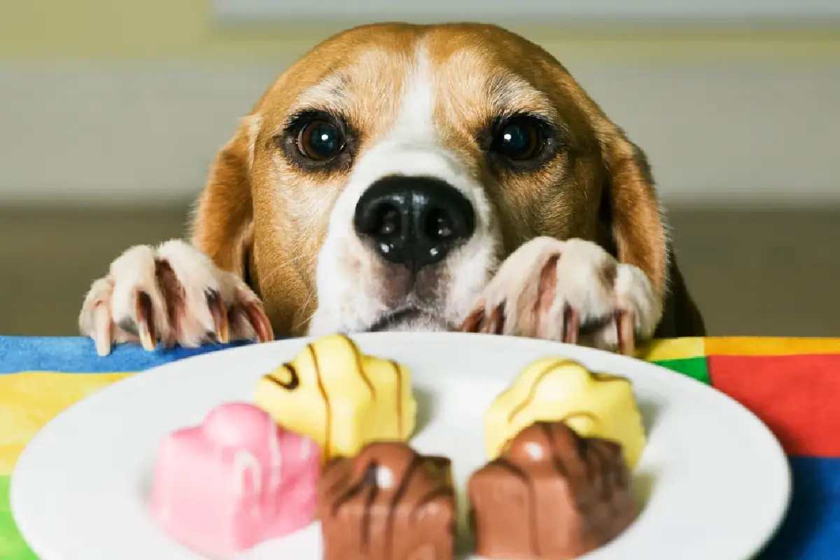 Alimentos tóxicos para cães: 3 itens do dia a dia que nunca deve partilhar com o seu animal de estimação