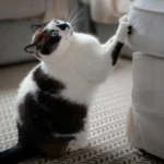 Treinar Gato para Não Arranhar Móveis: Estratégias Simples para uma Casa Intacta