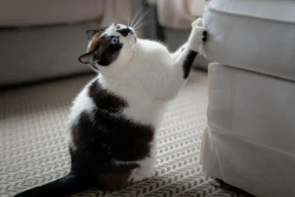Treinar Gato para Não Arranhar Móveis: Estratégias Simples para uma Casa Intacta