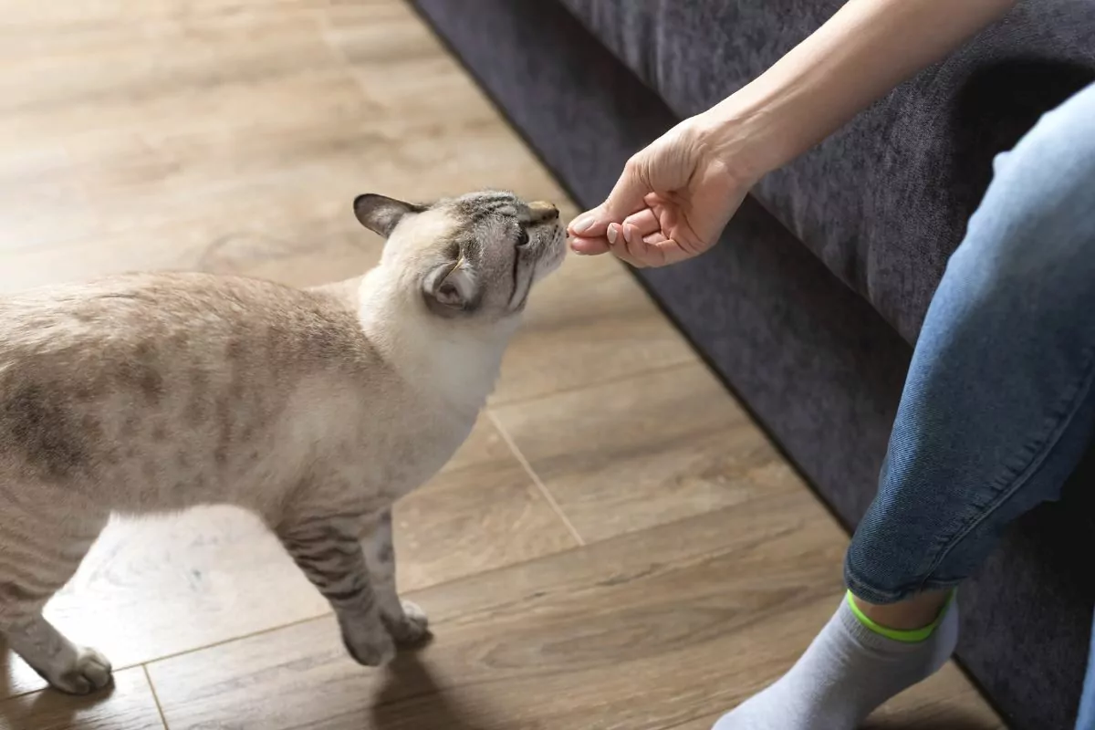 Treinar Gato para Não Arranhar Móveis: Estratégias Simples para uma Casa Intacta