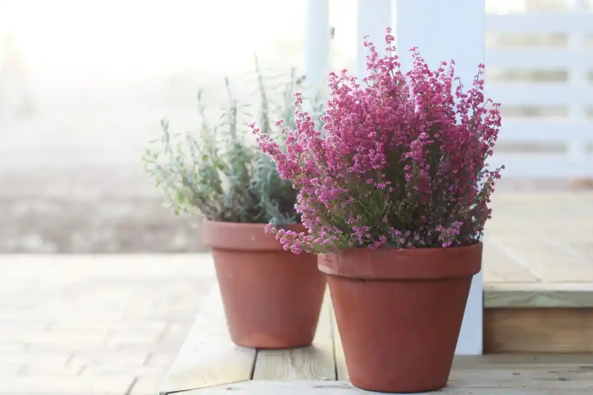 Como Cuidar de Urze em Vasos e Encher a Sua Casa de Cor no Outono