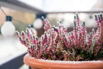 Como Cuidar de Urze em Vasos e Encher a Sua Casa de Cor no Outono