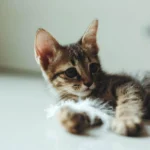 6 Melhores Raças de Gatos para Viver em Apartamentos, Segundo Veterinários