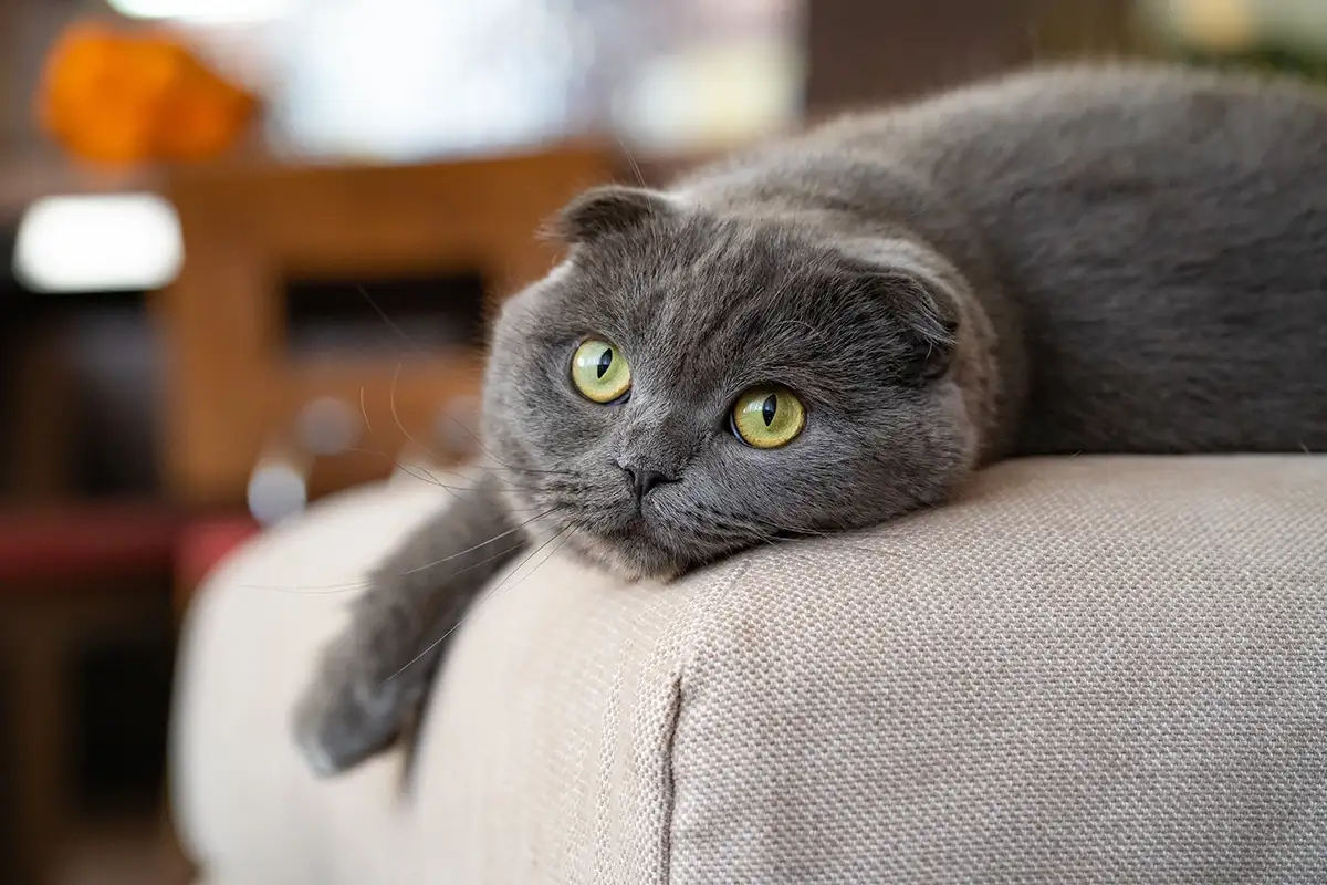 6 Melhores Raças de Gatos para Viver em Apartamentos, Segundo Veterinários