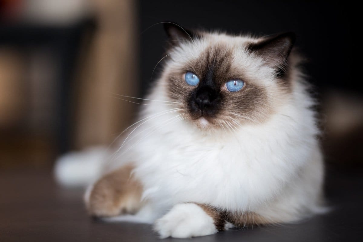 6 Melhores Raças de Gatos para Viver em Apartamentos, Segundo Veterinários