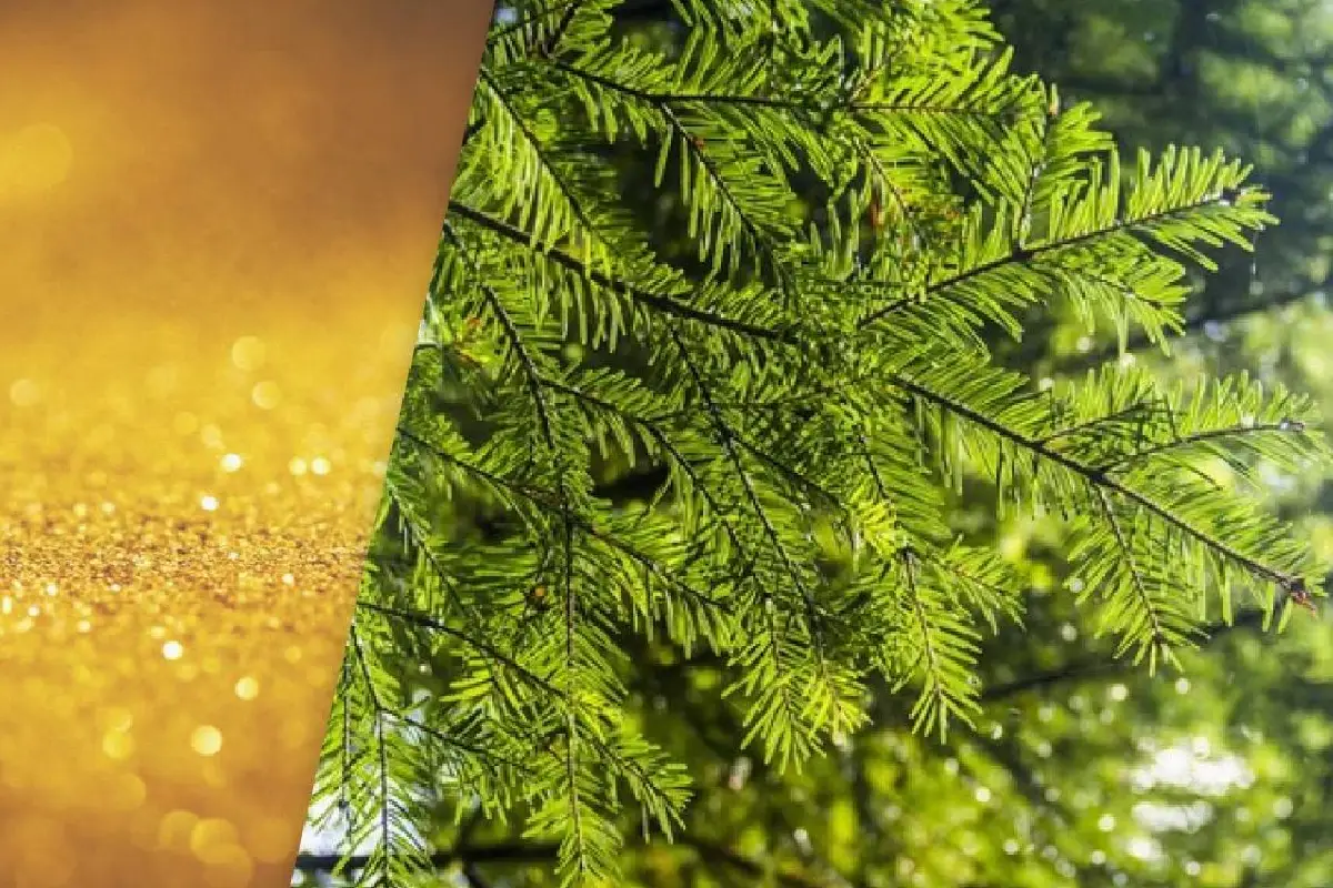 As Agulhas de Abeto Podem Guardar Ouro: Cientistas Revelam Quanto Há Neles