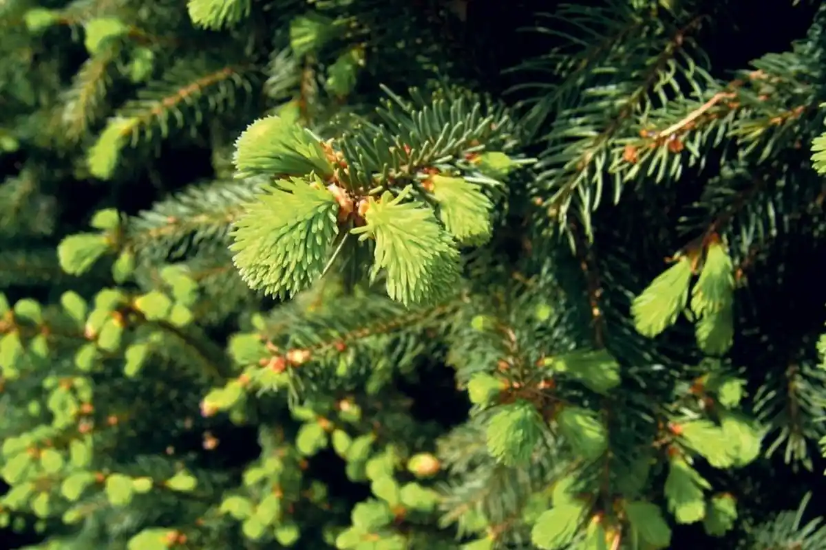 As Agulhas de Abeto Podem Guardar Ouro: Cientistas Revelam Quanto Há Neles