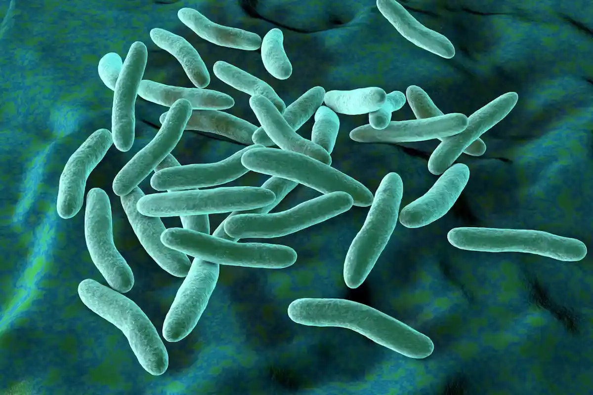 As Agulhas de Abeto Podem Guardar Ouro: Cientistas Revelam Quanto Há Neles