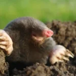 Como Livrar-se de Toupeiras no Seu Terreno: Métodos Eficazes e Naturais