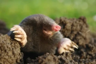 Como Livrar-se de Toupeiras no Seu Terreno: Métodos Eficazes e Naturais