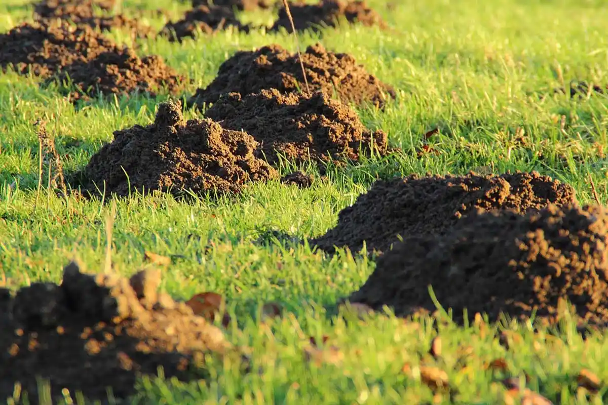 Como Livrar-se de Toupeiras no Seu Terreno: Métodos Eficazes e Naturais