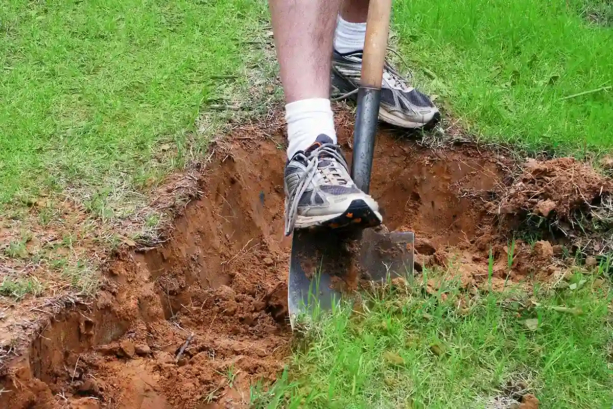 Como Livrar-se de Toupeiras no Seu Terreno: Métodos Eficazes e Naturais