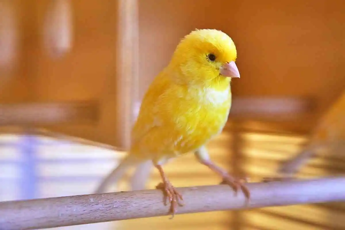 12 Melhores Animais de Estimação para Crianças: O que Considerar Antes de Escolher