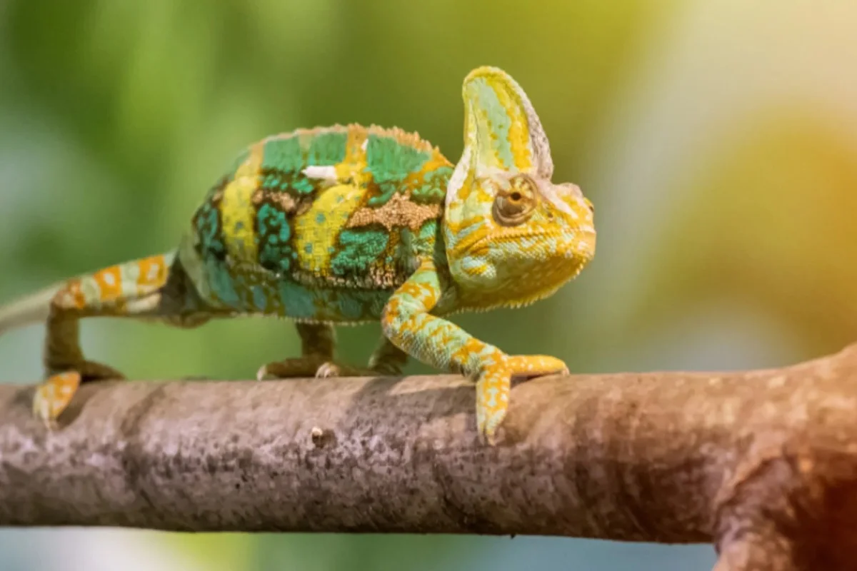 12 Melhores Animais de Estimação para Crianças: O que Considerar Antes de Escolher