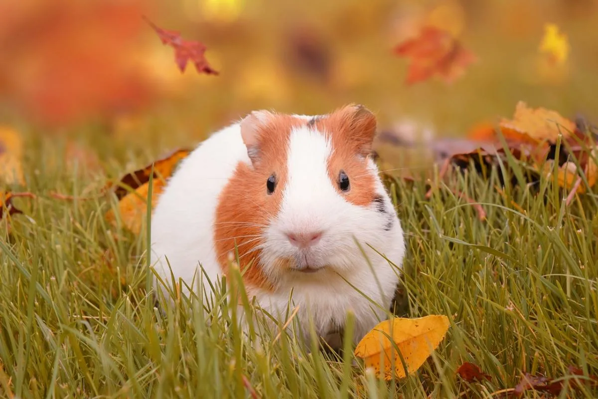 12 Melhores Animais de Estimação para Crianças: O que Considerar Antes de Escolher