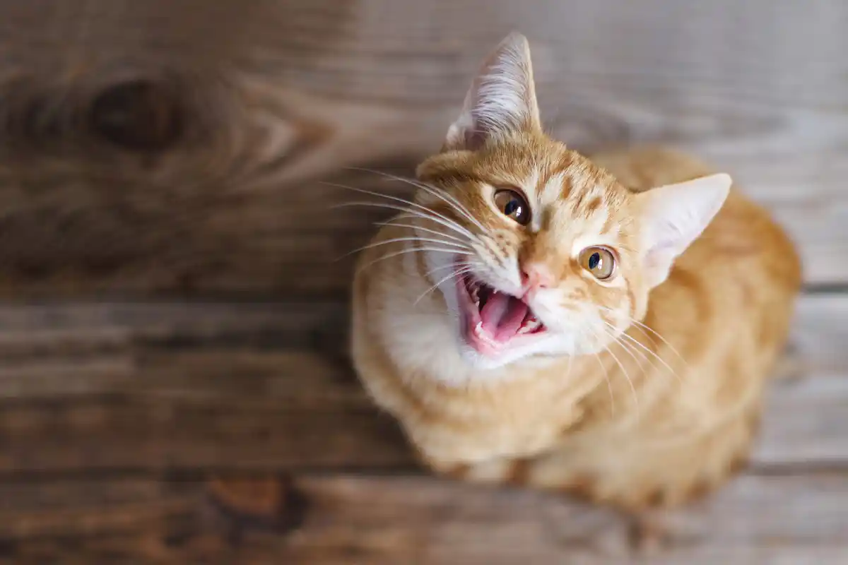 12 Melhores Animais de Estimação para Crianças: O que Considerar Antes de Escolher