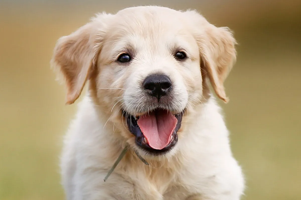 12 Melhores Animais de Estimação para Crianças: O que Considerar Antes de Escolher