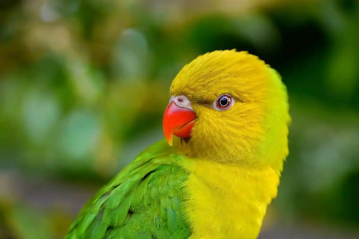 12 Melhores Animais de Estimação para Crianças: O que Considerar Antes de Escolher