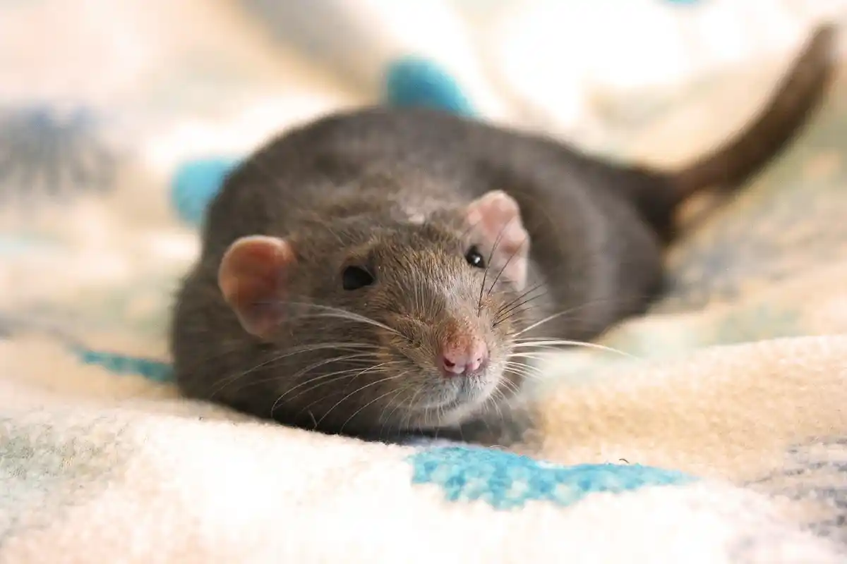 12 Melhores Animais de Estimação para Crianças: O que Considerar Antes de Escolher