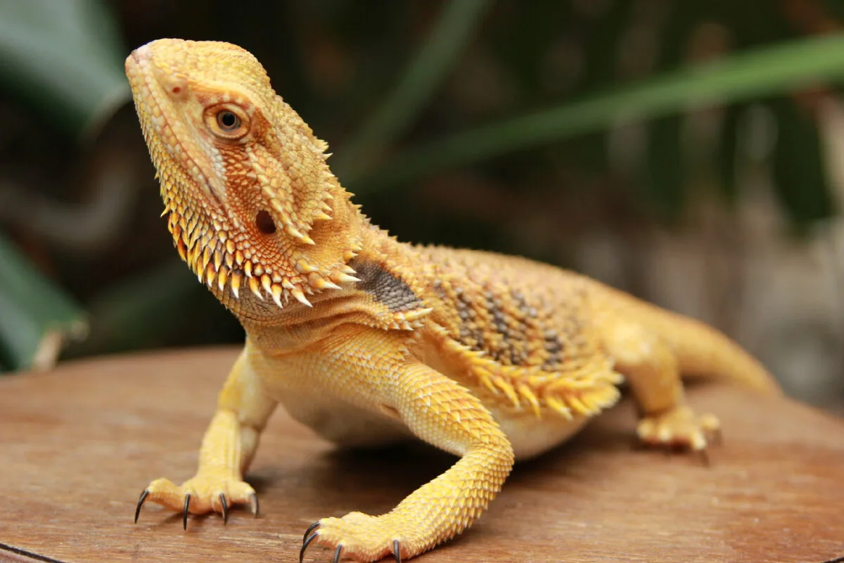 12 Melhores Animais de Estimação para Crianças: O que Considerar Antes de Escolher