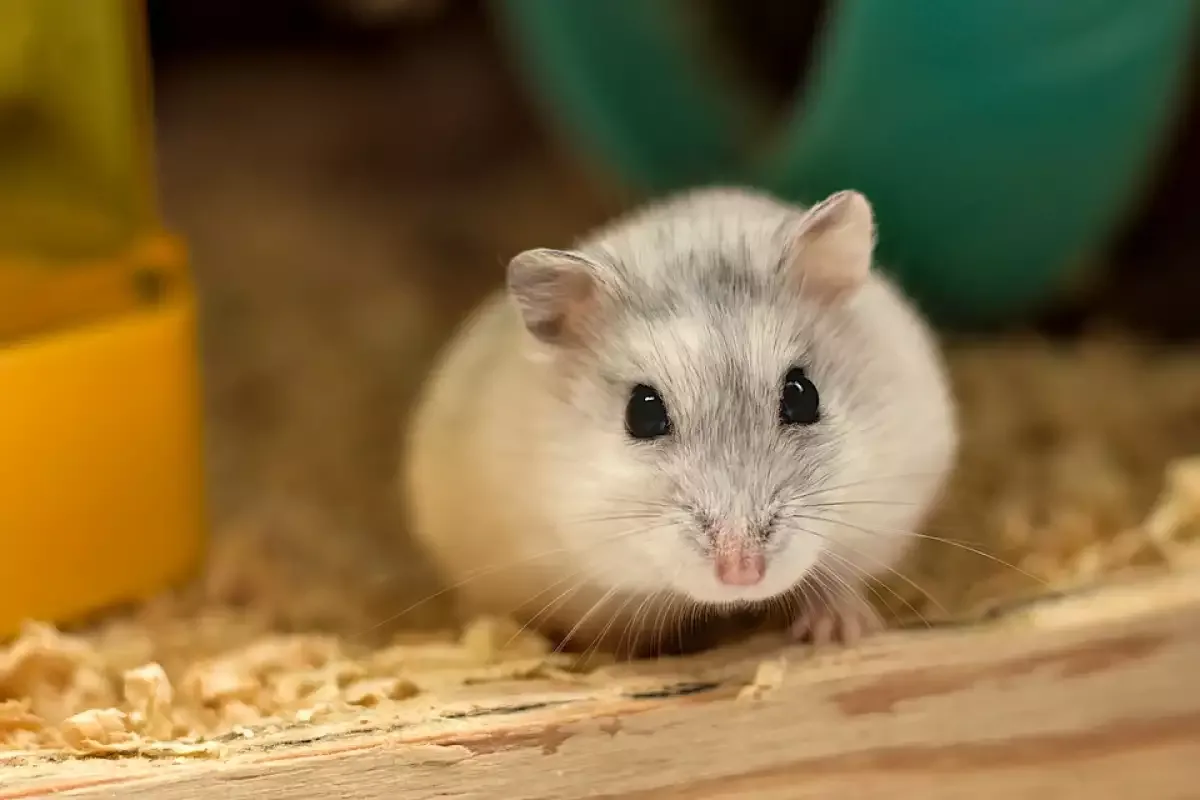 12 Melhores Animais de Estimação para Crianças: O que Considerar Antes de Escolher