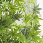 Arália ou Fatsia Japonica: Planta Imponente, Bela e Resistente que é Fácil de Cuidar