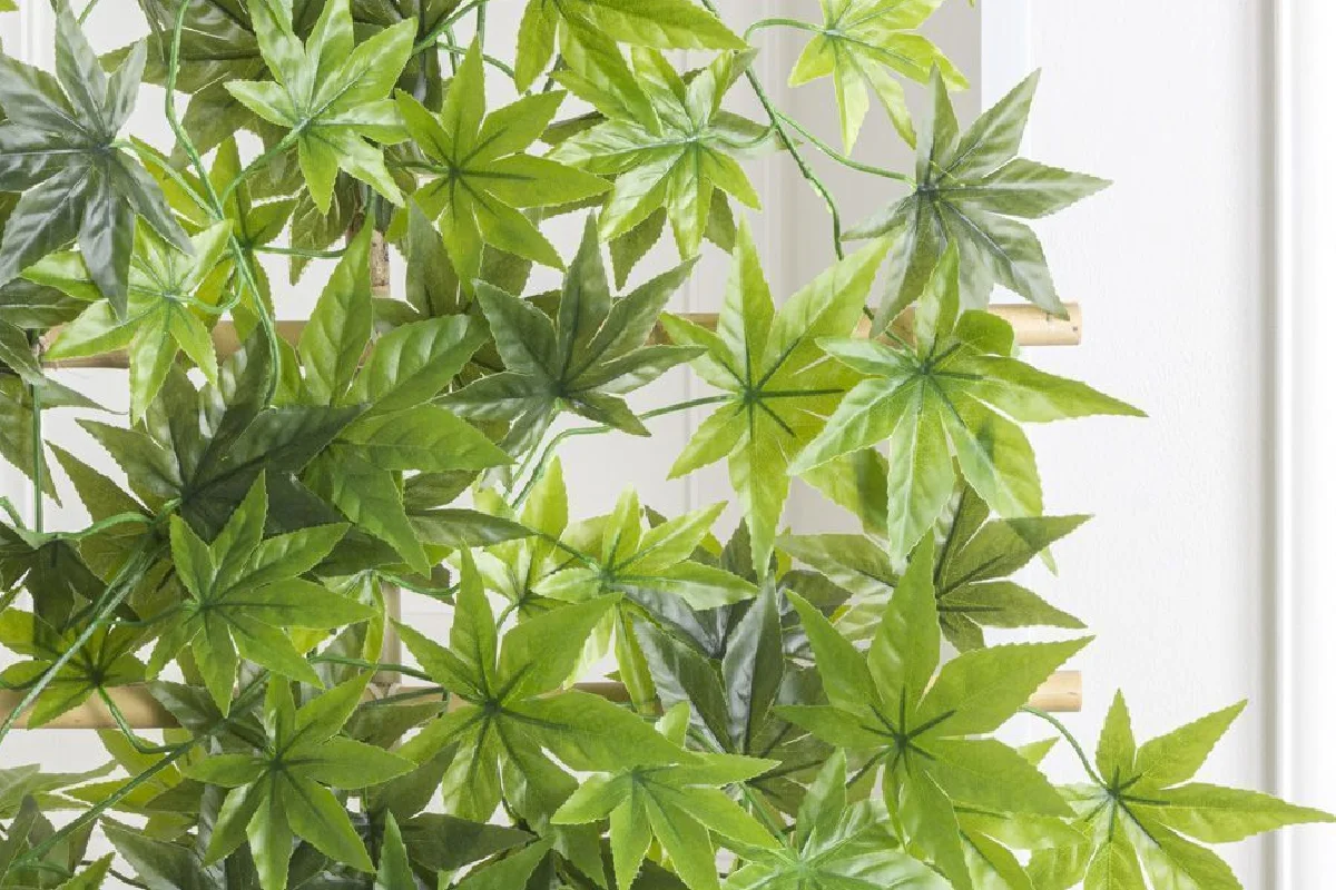 Arália ou Fatsia Japonica: Planta Imponente, Bela e Resistente que é Fácil de Cuidar