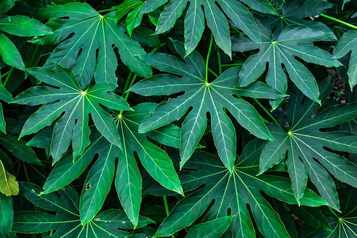 Arália ou Fatsia Japonica: Planta Imponente, Bela e Resistente que é Fácil de Cuidar