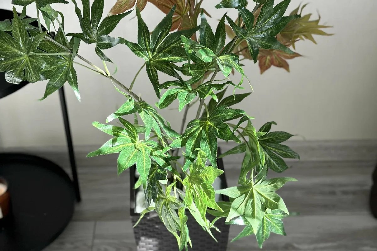 Arália ou Fatsia Japonica: Planta Imponente, Bela e Resistente que é Fácil de Cuidar