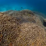 O Maior Coral do Mundo no Pacífico: Um Ser Vivo de 300 Anos Maior que uma Baleia Azul
