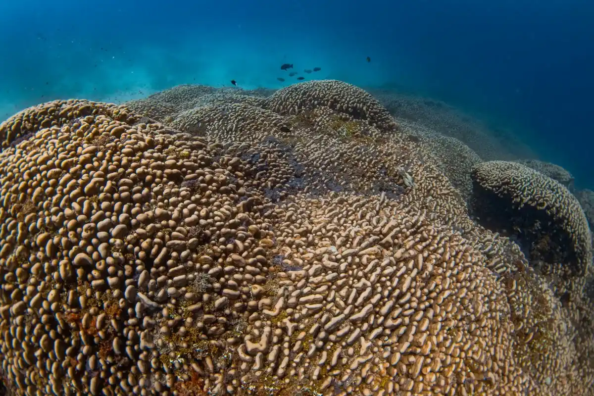 O Maior Coral do Mundo no Pacífico: Um Ser Vivo de 300 Anos Maior que uma Baleia Azul