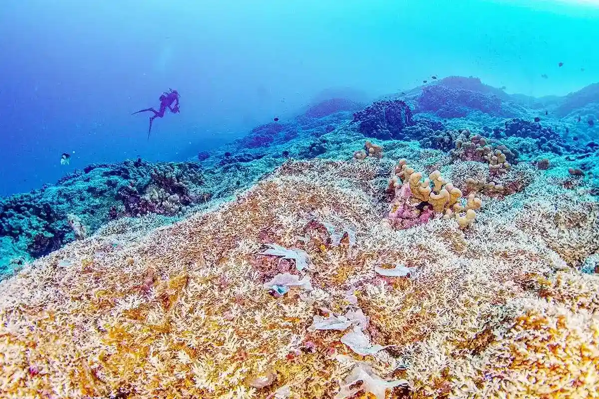 O Maior Coral do Mundo no Pacífico: Um Ser Vivo de 300 Anos Maior que uma Baleia Azul