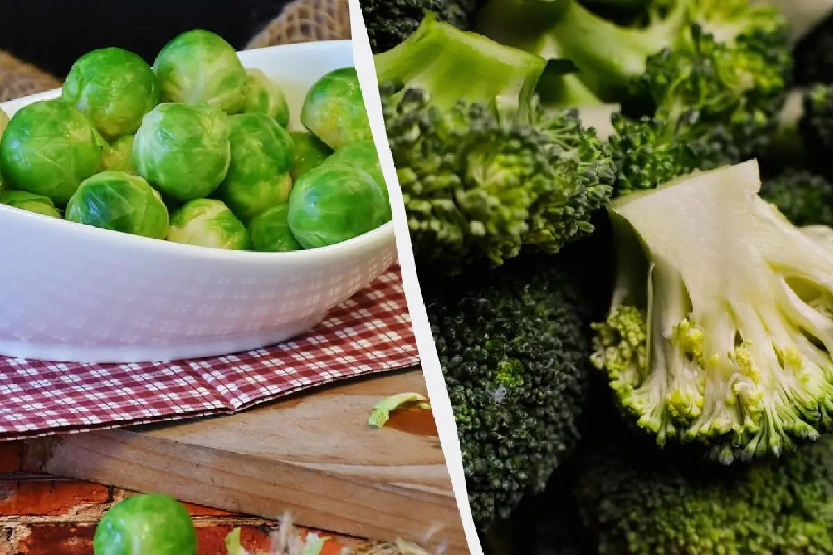 Brócolis ou Couve de Bruxelas: Qual é o Melhor para Sua Saúde?
