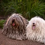 3 Raças de Cães Extremamente Peludos: Os Pets Mais Exóticos e Fofos